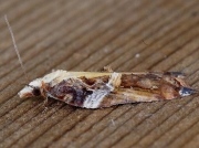 1054 Acleris cristana