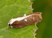 1054 Acleris cristana