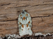 1061 Acleris literana