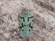 1061 Acleris literana