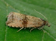 1063 Celypha striana