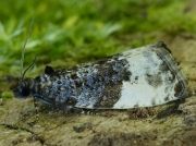 1082 Plum Tortrix (Hedya pruniana)