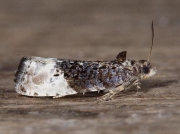 1083 Marbled Orchard Tortrix (Hedya nubiferana)