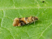 1106 Lobesia reliquana