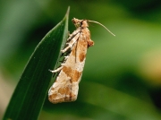 1109 Lobesia littoralis