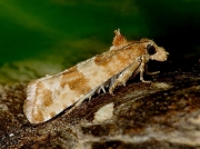 1109 Lobesia littoralis