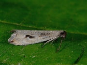 1111 Bactra lancealana