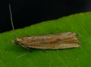 1111 Bactra lancealana