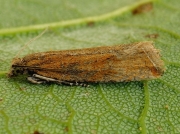 1111 Bactra lancealana