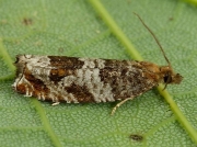 1115 Ancylis achatana