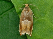 1120 Ancylis mitterbacheriana