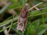 1122 Ancylis obtusana