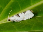 1133 Epinotia bilunana
