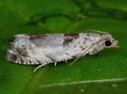 1134 Epinotia ramella
