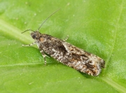 1136 Epinotia immundana