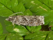 1136 Epinotia immundana