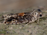 1138 Epinotia nisella