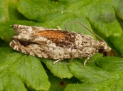 1138 Epinotia nisella