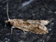 1159 Holly Tortrix (Rhopobota naevana)