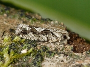 1165 Zeiraphera isertana