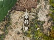 1165 Zeiraphera isertana