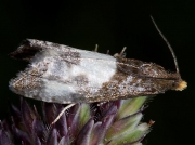 1174 Epiblema cynosbatella