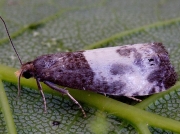 1174 Epiblema cynosbatella