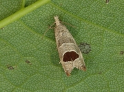 1175 Bramble Shoot Moth (Epiblema uddmanniana)