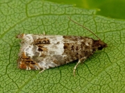 1176 Epiblema trimaculana