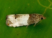 1178 Epiblema roborana