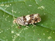 1187 Epiblema costipunctana