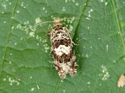 1187 Epiblema costipunctana
