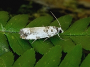 1197 Eucosma campoliliana
