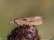 1200 Eucosma hohenwartiana