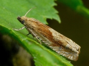 1200 Eucosma hohenwartiana