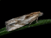 1201 Eucosma cana
