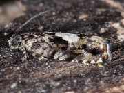1228 Pammene argyrana