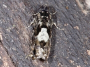 1228 Pammene argyrana