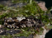 1228 Pammene argyrana