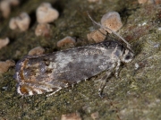 1229 Pammene albuginana