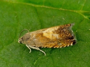 1233 Pammene aurita
