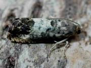 1236 Pammene fasciana