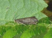 1237 Pammene germmana