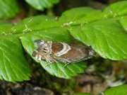 1251 Grapholita jungiella