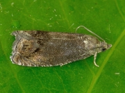 1260 Cydia splendana