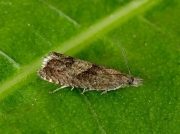 1279 Dichrorampha acuminatana