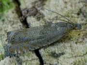 1285 Dichrorampha plumbana
