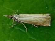 1293 Chrysoteuchia culmella - pale form