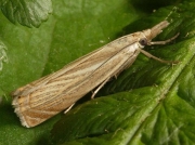 1293 Chrysoteuchia culmella