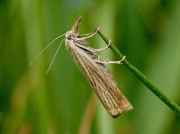 1293 Chrysoteuchia culmella